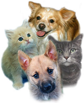 resized to 300 pixels wide