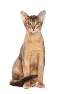 Abyssinian2of2