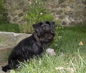 Affenpinscher