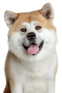 Akita1of2