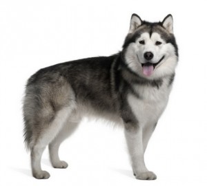 AlaskanMalamute1of2