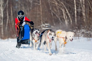 AlaskanMalamute2of2