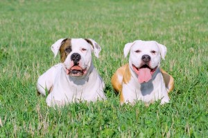 AmericanBullDog2of2