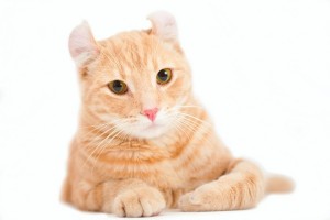 AmericanCurlshorthair1of1