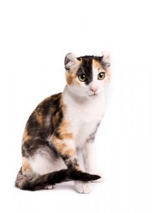 AmericanCurlwirehair1of1