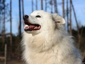 AmericanEskimo2of2