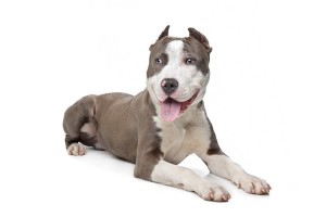 AmericanPitBullTerrer1of2