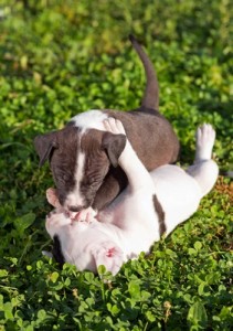 AmericanPitBullTerrier2of2