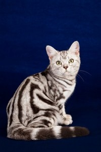 AmericanShorthair1of2