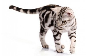 AmericanShorthair2of2