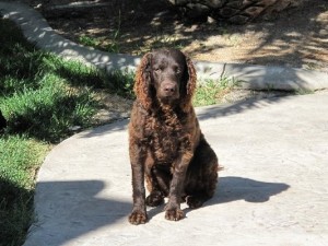 AmericanWaterSpaniel1