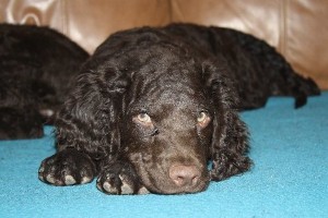 AmericanWaterSpaniel2