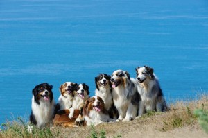 AustralianSheperd2of2