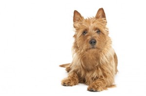 AustralianTerrier1of2