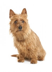AustralianTerrier2of2