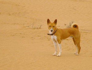 Basenji1of2