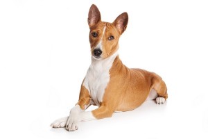 Basenji2of2