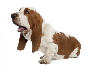 BassetHound2of2