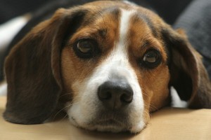 Beagle1of2
