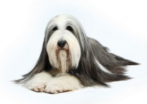 BeardedCollie1of2