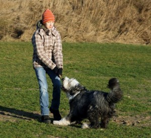 BeardedCollie2of2