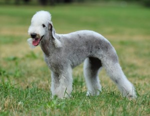 BedlingtonTerrier1of2