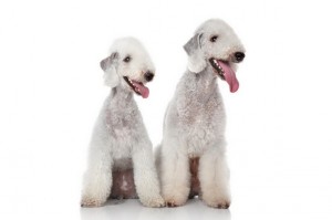 BedlingtonTerrier2of2