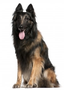 Belgian Shepherd