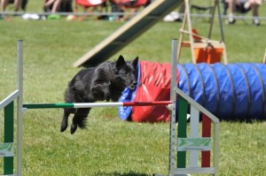 BelgianShepherd2of2
