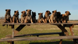 BelgianTervuren1of2