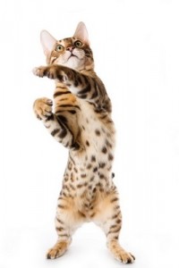 Bengal1of2