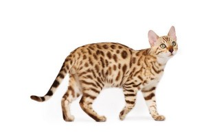 Bengal2of2