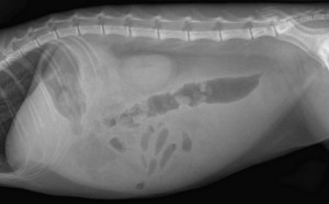 Abdominal x-ray of a cat with a fluid filled abdomen caused by an FIP infection.