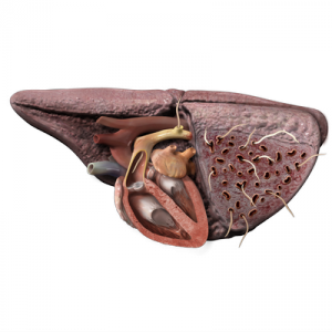 There is no treatment for heartworm infection in cats. Prevention is the best therapy for this potentially fatal disease.