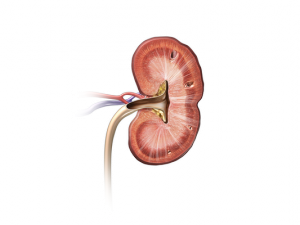 Illustration of the inside of a kidney from a cat with chronic kidney disease. The chronic changes have caused indentations of the outer surface of the kidney.