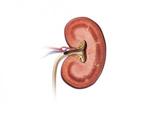 Accumulations of amyloid in the kidney impair function and lead to failure.