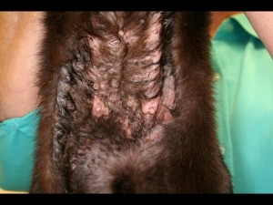 Inflammation with associated sores on the abdomen of a cat with atopy.