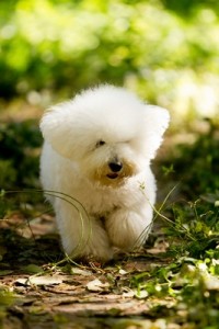 BichonFrise1of2
