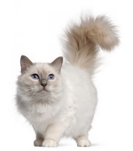 Birman2of2