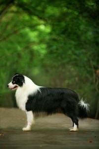 BorderCollie1of3