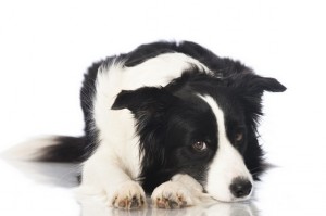 BorderCollie2of3