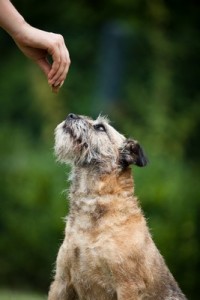 BorderTerrier1of2