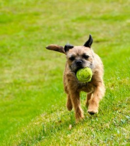BorderTerrier2of2