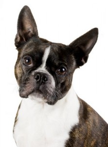 Boston_Terrier_1of2
