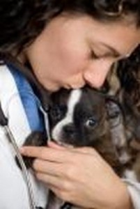 Boston_Terrier_2of2