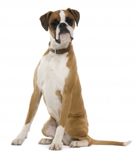Boxer