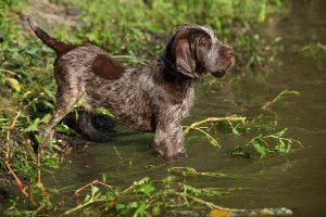 BraccoItaliano1of2