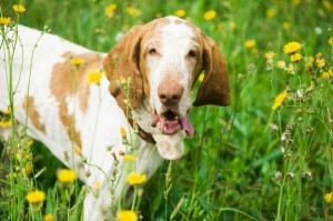 BraccoItaliano2of2