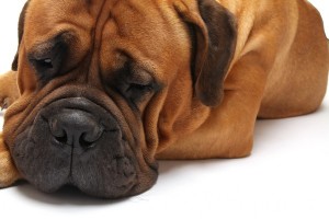 BullMastiff1of2