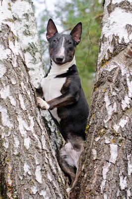 BullTerrierColored1of2